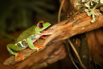 Red eye frog hunting cricket