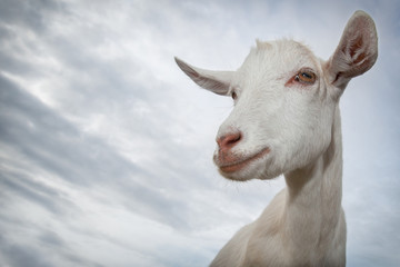 Obraz premium White goat portrait on blue sky background