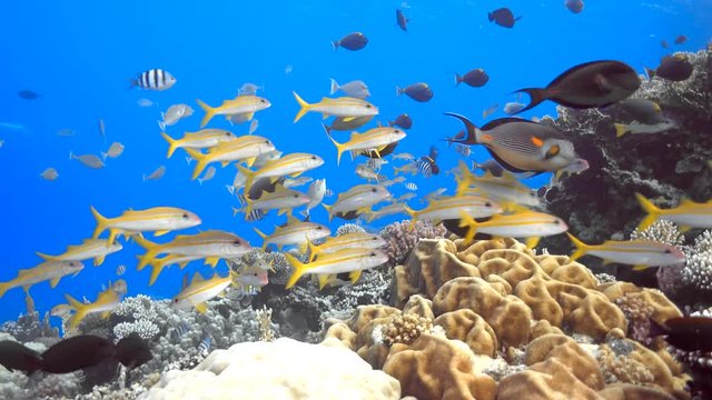 Various fishes on the Red sea coral reef, 4K ultra hd video footage