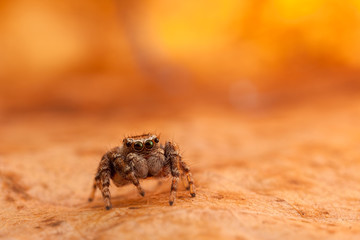 Jumping spider on the orange and lighted leaf