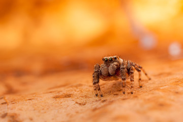 Jumping spider on the orange and lighted leaf