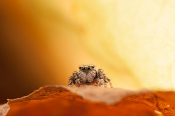 Jumping spider on the autumn leaf in nice orange background