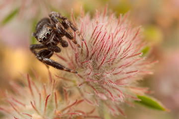 Jumping spider on the fluffy plant