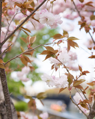 Bokeh　cherry-blossom