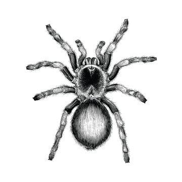 Tarantula spider hand drawing vintage engraving illustration,Tarantula spider tattoo design