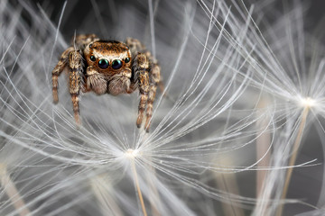 Jumping spider on the dandelion fluff