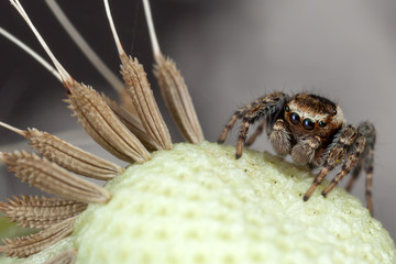 Jumping spider and dandelion seeds 