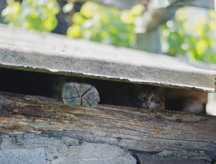 Cat hiding on the roof.