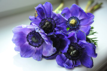 Beautiful anemones in a stylish bouquet. Close-up.
