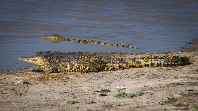 Crocodile in the Moremi Game Reserve in Botswana, Africa
