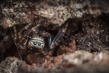 Jumping spider masking on the tree bark
