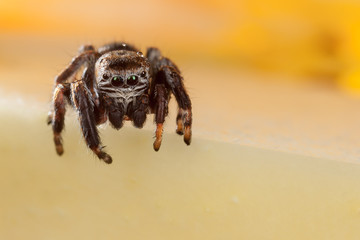 Jumping spider on a chopped apple