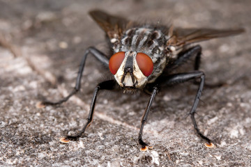 Fly on the wooden plank