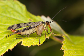 Mecoptera fly on the leaf, like a scorpion