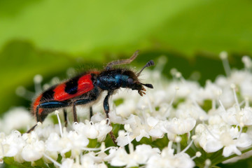 Checkered beetle on the white flowers