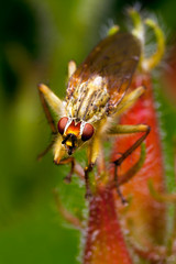 Orange fly with red eyes on the colorful plant