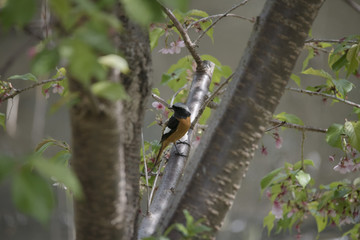 bird