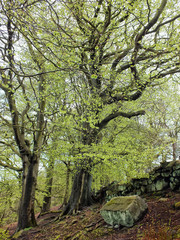 Fototapeta premium tall old stately beech trees with vibrant green spring leaves moss covered bark and large roots in hillside forest with moss covered rock and stone wall in yorkshire england