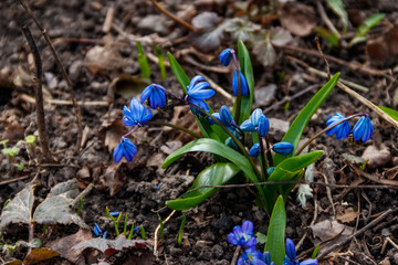 Blue scilla flowers (Scilla siberica) or siberian squill