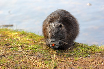 Fototapeta premium A nutria or coypu is enjoying some carrot among green grass.