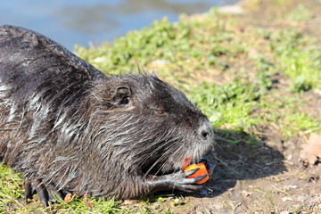 A nutria or coypu is enjoying some carrot among green grass.