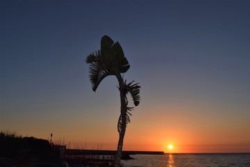 Ischia, Forio (Italy)