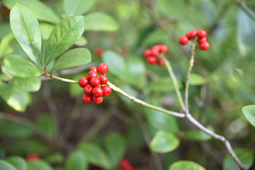 Fruits rouges du skimmia japonica en hiver au jardin