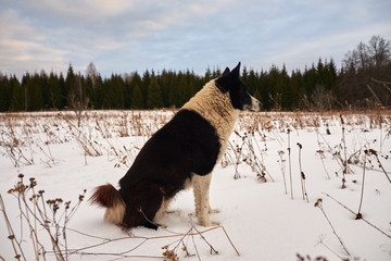 Dog Laika in the forest