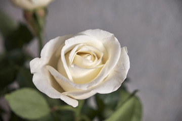 White rose home