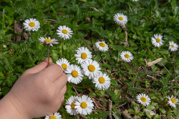 Kind pflückt ein Blumenstrauß mit schönen Margeriten 