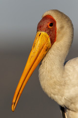 Portrait of a yellow-billed stork in Zimanga Game Reserve in South Africa