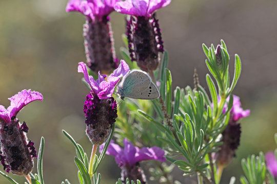 Karabaş bitkisi , Lavandula stoechas