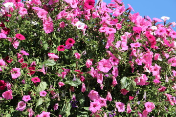 Fototapeta premium Petunia Display, William Hawrelak Park, Edmonton, Alberta