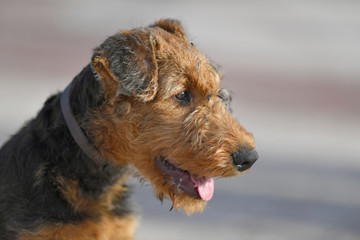 Portrait of Airedale Terrier dog - puppy 14 weeks old.