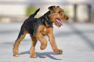Airedale Terrier dog - puppy 14 weeks old.