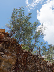 Trees cling to top of a tropical beach clfif