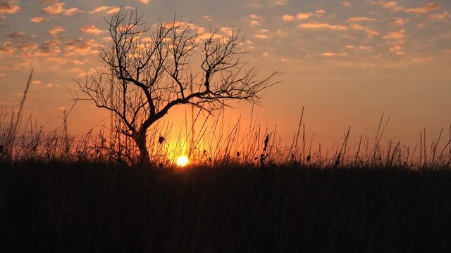 Fantastic Beautiful sunset against background of large tree and field grass