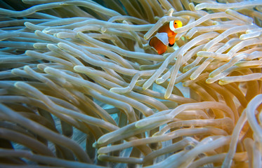 Clown fish in coral