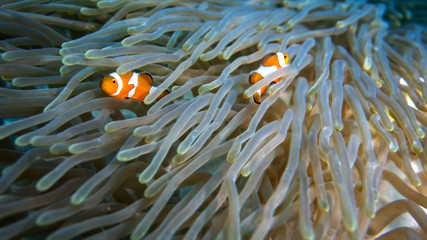 Clown fish in coral