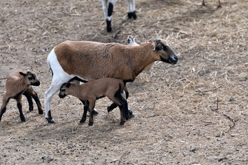 baa-lamb feeding and sucking milk from the sheep mother