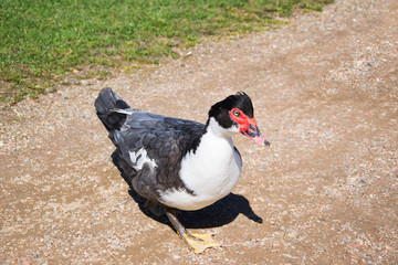 dug in close up part two