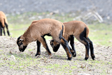 baa-lamb feeding and sucking milk from the sheep mother