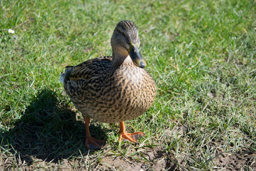 dug in close up part three