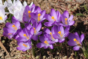 Large group of blooming purple crocuses, lit by bright spring sun on flower bed