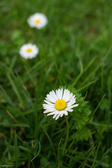 Close up view of blooming daisies on a fresh green meadow in spring, good morning or spring background