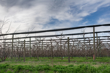 Obraz premium View of a fenced and roofed apple orchard in early spring with spring buds against blue sky with clouds, agriculture and spring
