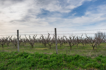 View of a fenced apple orchard in early spring with spring buds against blue sky with clouds,...