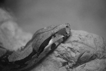 Burmese Python head lie down on rock in black and white tone