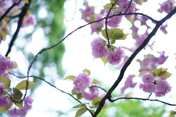 桜の花