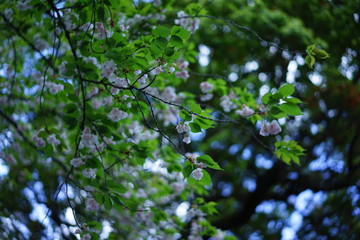 桜の花